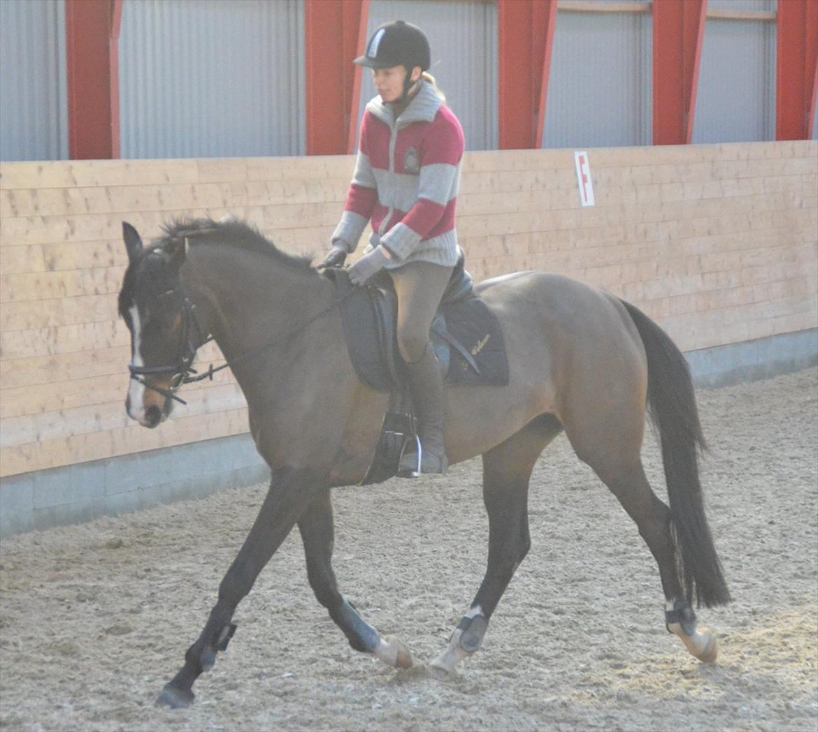 Dansk Varmblod Lindehøjs Larissa billede 9