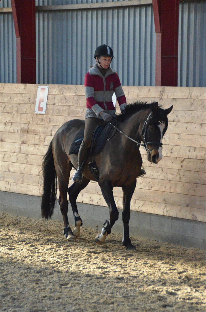 Dansk Varmblod Lindehøjs Larissa billede 16