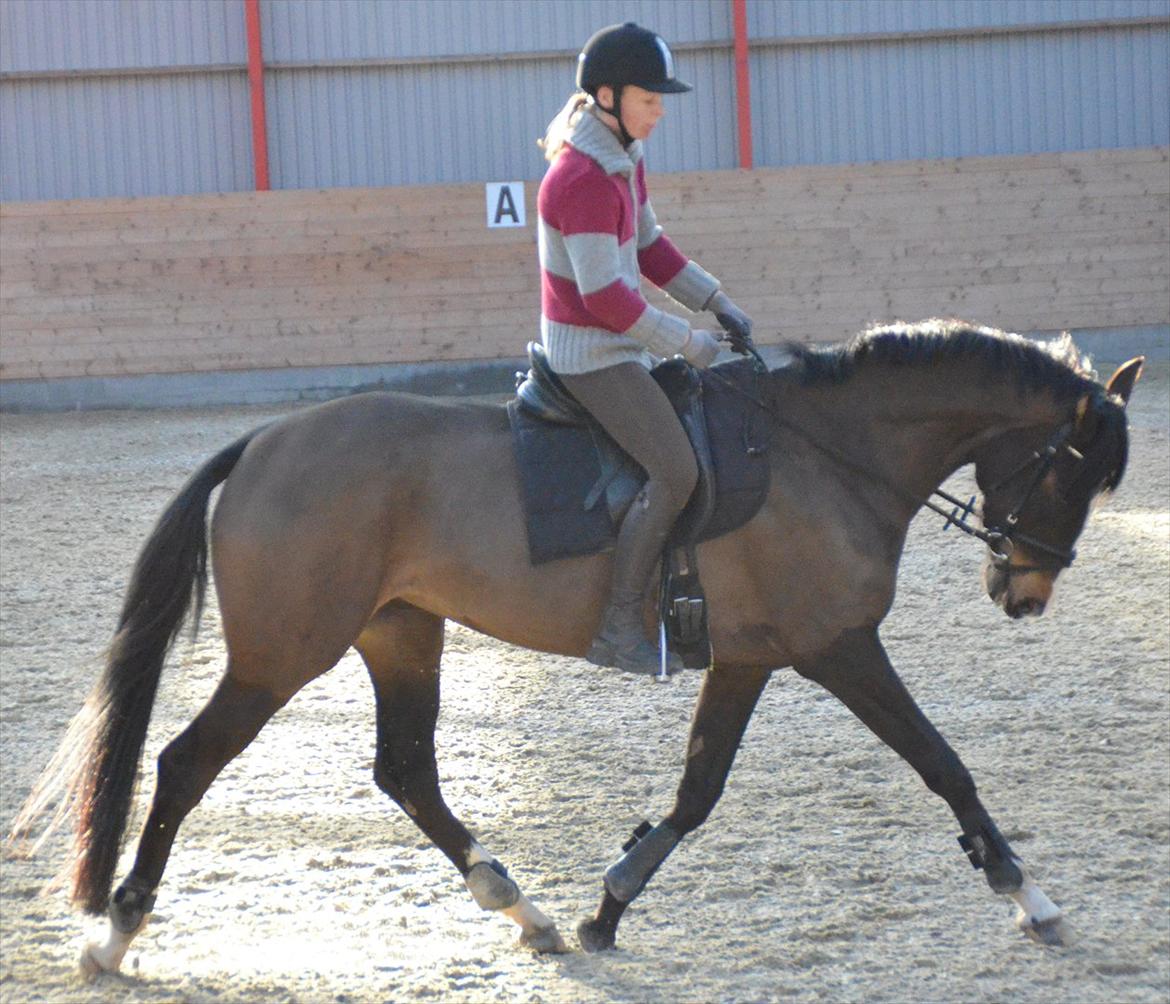 Dansk Varmblod Lindehøjs Larissa billede 6