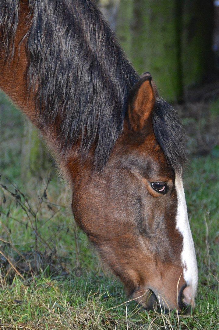 Pinto Vognbjergs Picasso billede 15