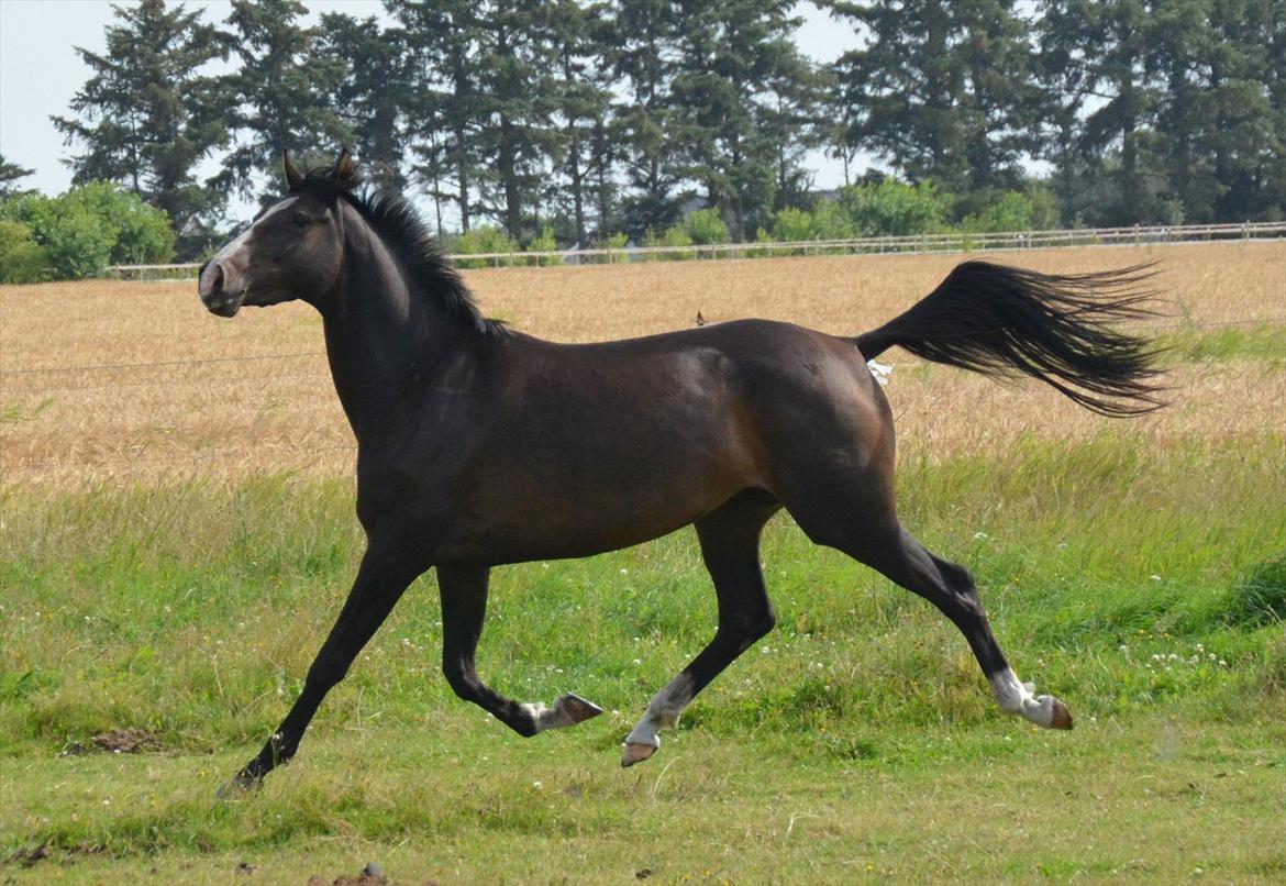 Dansk Varmblod Lindehøjs Larissa billede 17