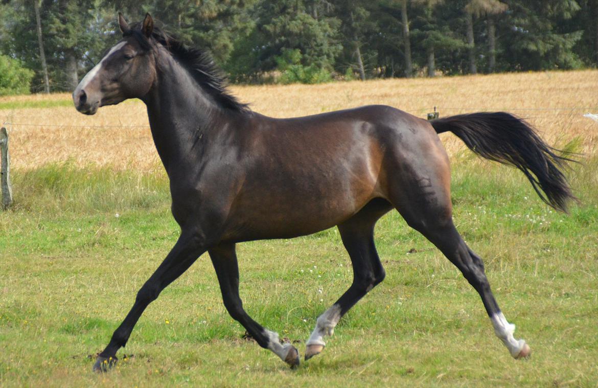 Dansk Varmblod Lindehøjs Larissa billede 3
