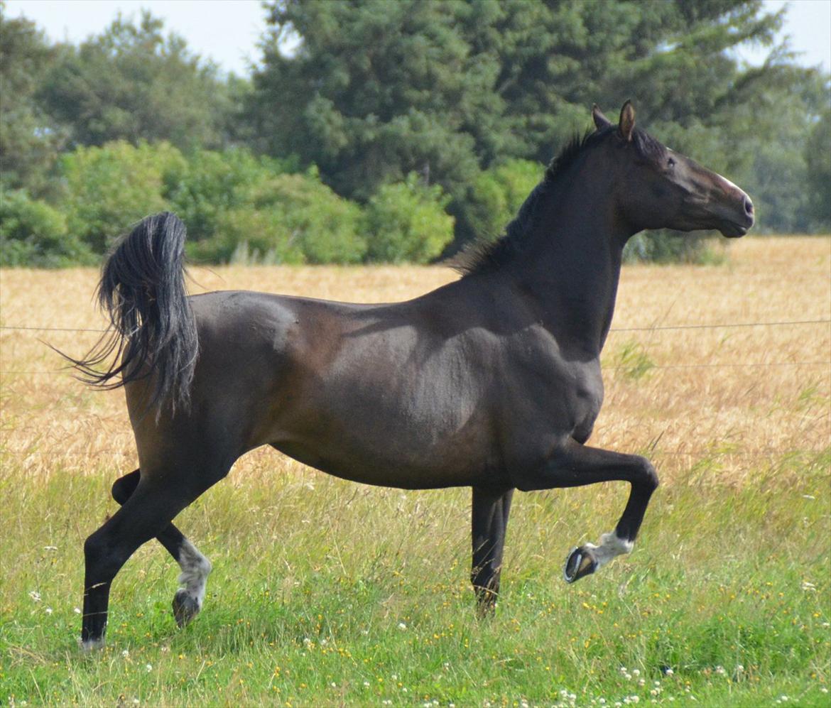 Dansk Varmblod Lindehøjs Larissa billede 19