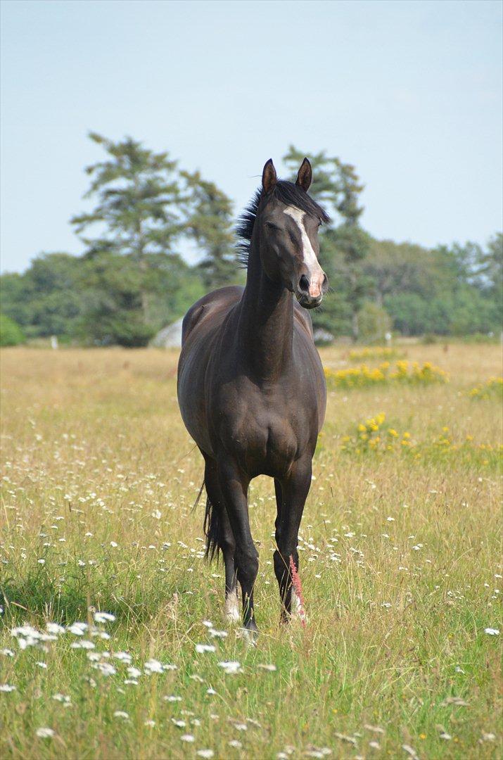Dansk Varmblod Lindehøjs Larissa - Velkommen til Larissa's profil (: Min smukke lille pige . billede 1