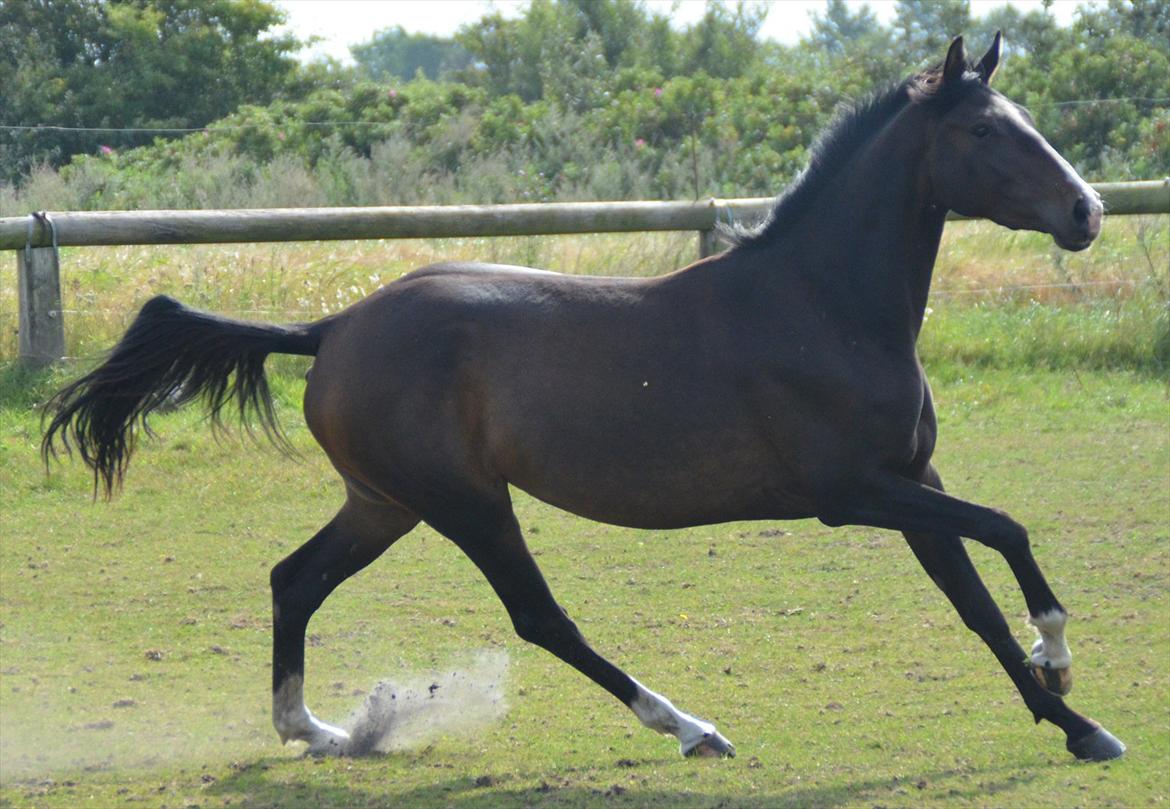 Dansk Varmblod Lindehøjs Larissa billede 13