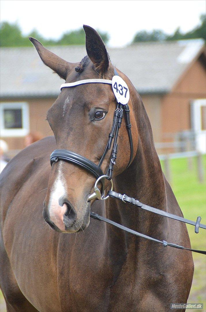 Dansk Varmblod Goodwill Future billede 1