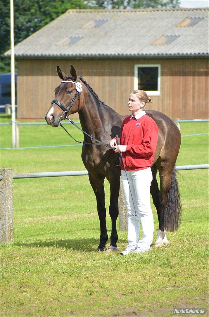 Dansk Varmblod Goodwill Future billede 2