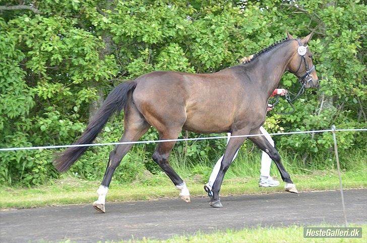 Dansk Varmblod Goodwill Future billede 12