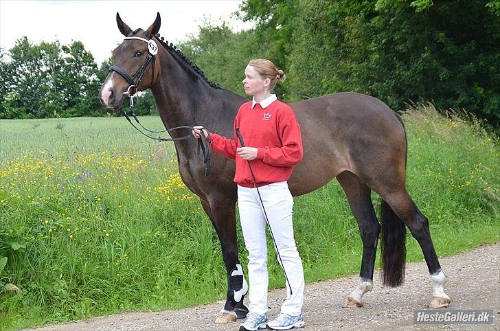 Dansk Varmblod Goodwill Future billede 14