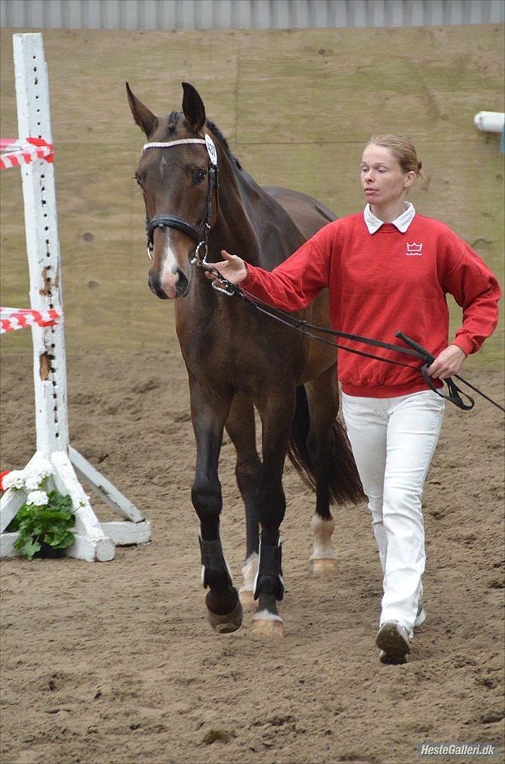 Dansk Varmblod Goodwill Future billede 9