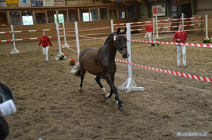 Dansk Varmblod Goodwill Future billede 15