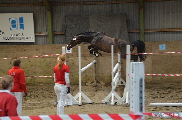 Dansk Varmblod Goodwill Future billede 8