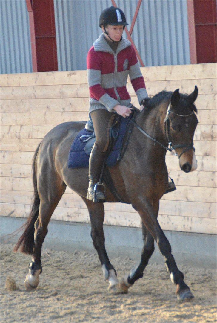 Dansk Varmblod Goodwill Future billede 3