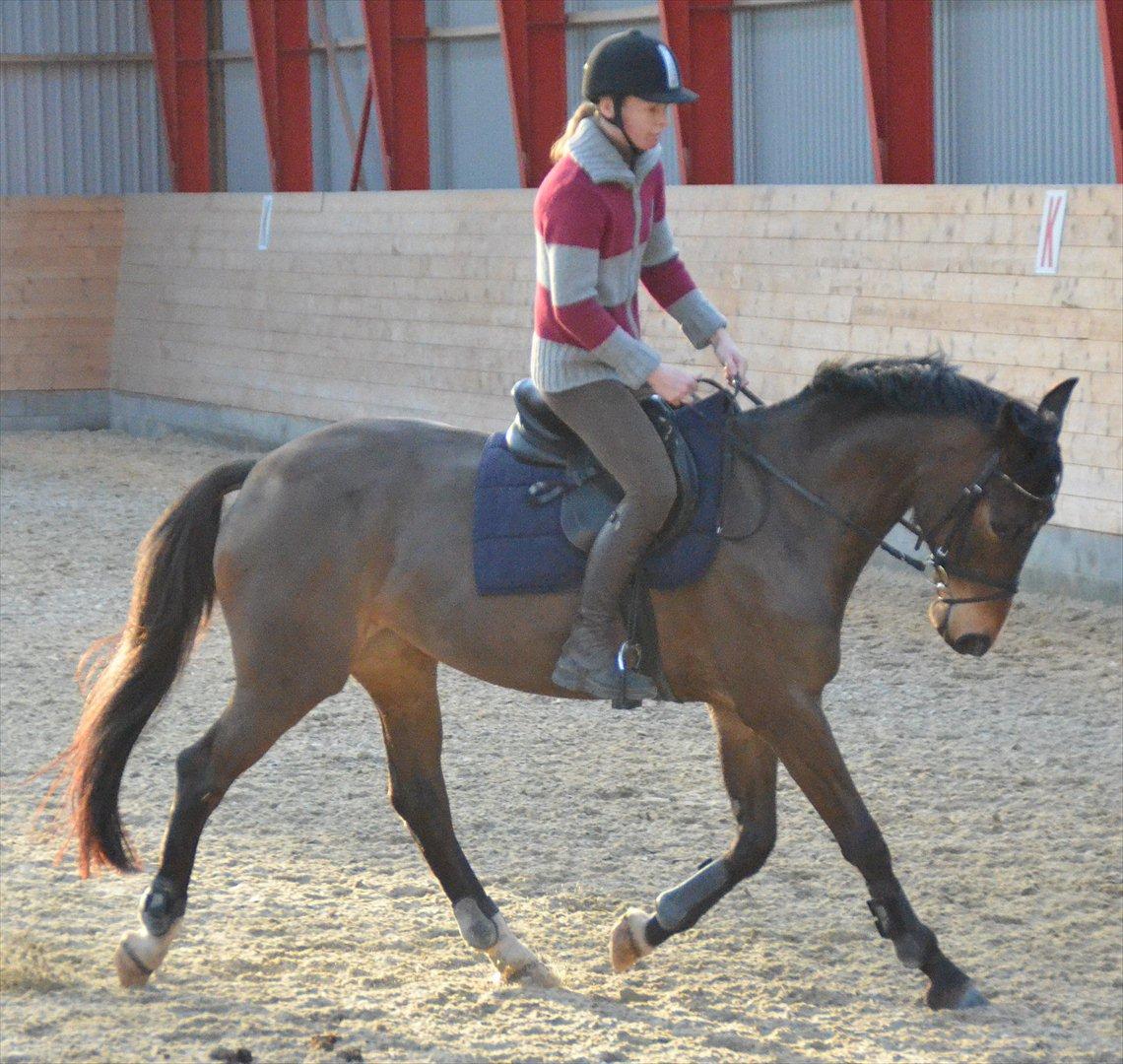 Dansk Varmblod Goodwill Future billede 5