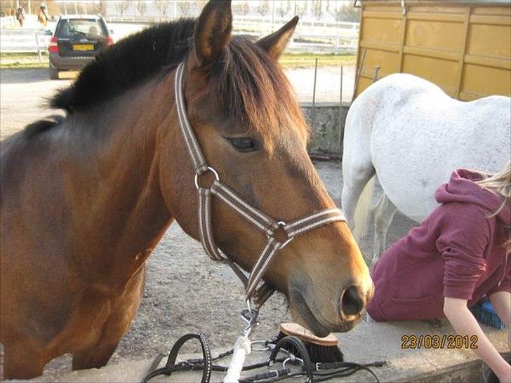 Anden særlig race Damgårdens Mister Mani - 23 marts 2012 billede 5