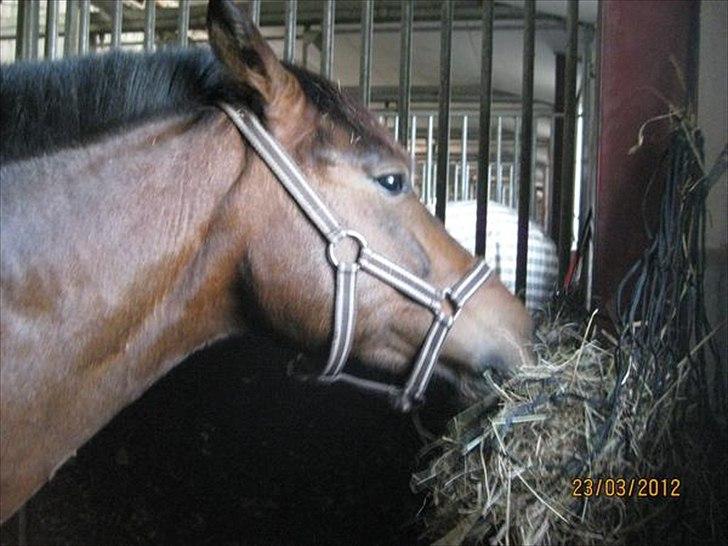 Anden særlig race Damgårdens Mister Mani - 23 marts 2012 billede 14