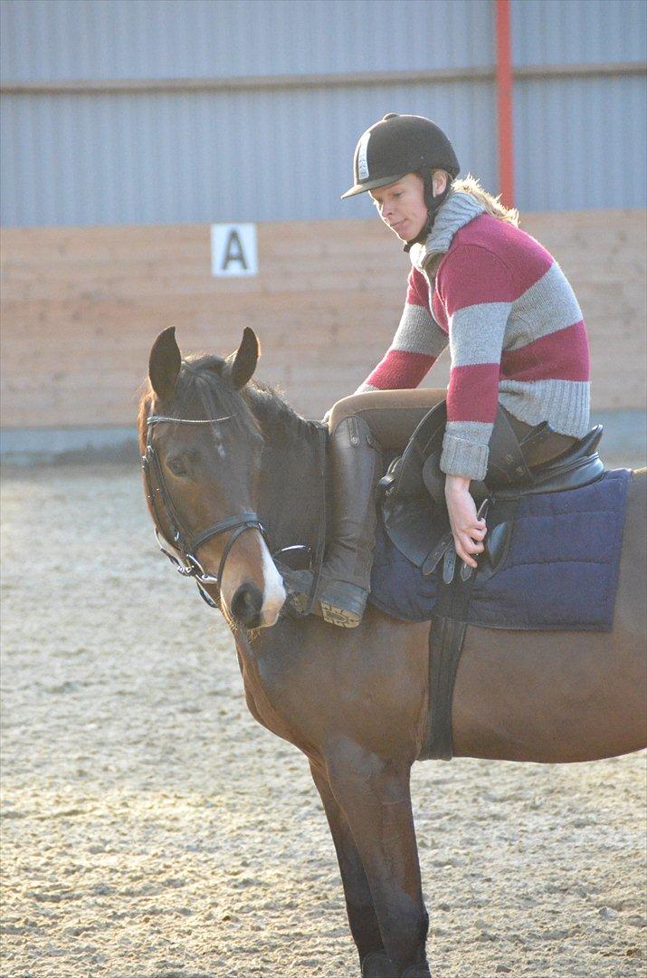 Dansk Varmblod Goodwill Future billede 7