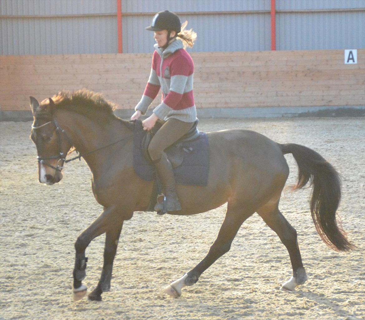 Dansk Varmblod Goodwill Future billede 13