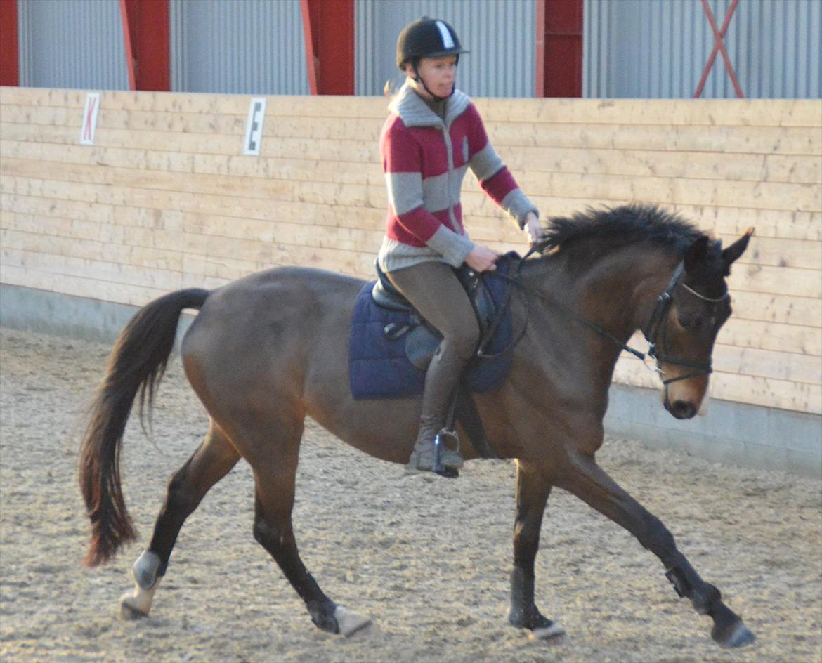 Dansk Varmblod Goodwill Future billede 16