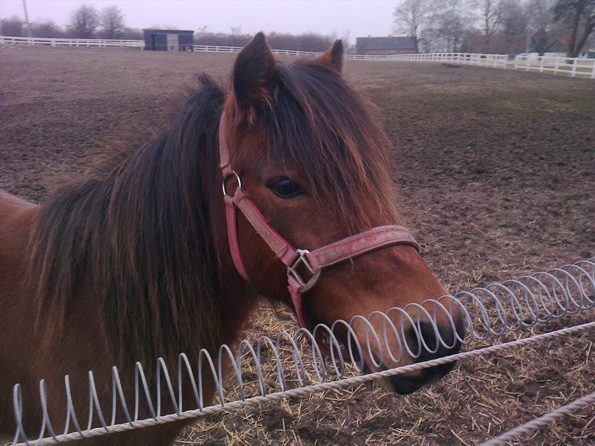 Anden særlig race lille  trixi billede 4