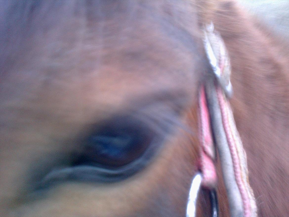 Anden særlig race lille  trixi billede 6