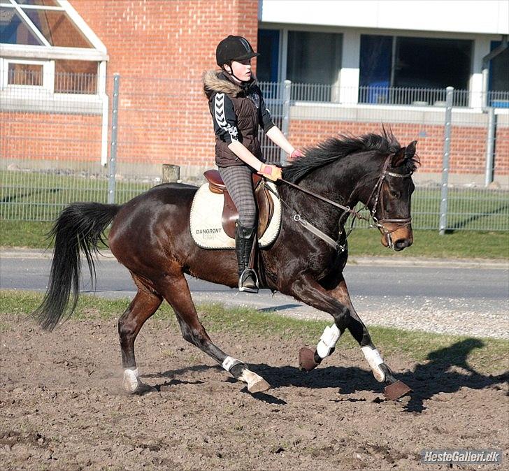 Dansk Varmblod ADRIANE - 22/3-12 billede 3