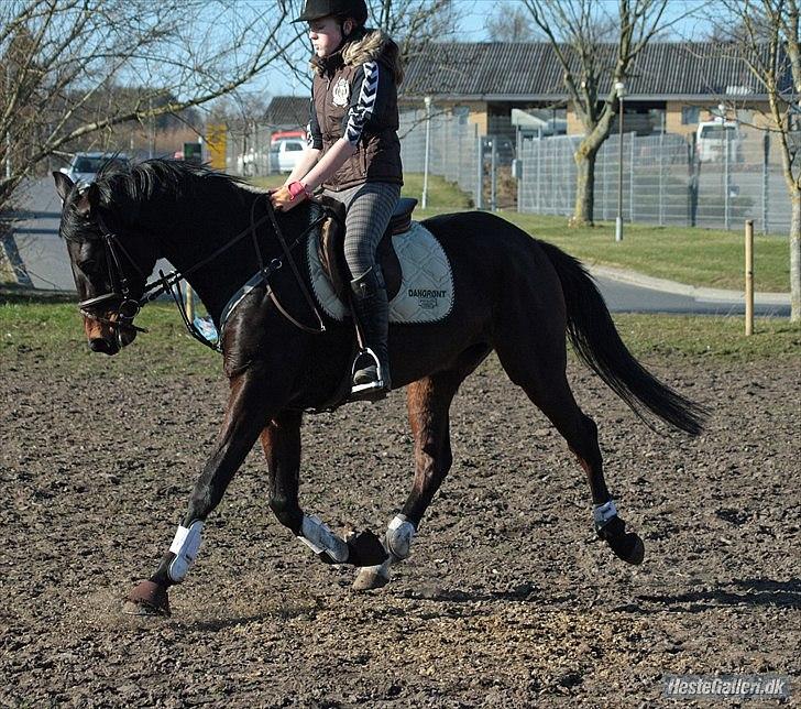 Dansk Varmblod ADRIANE - 22/3-12 billede 8