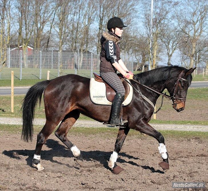 Dansk Varmblod ADRIANE - 22/3-12 billede 9