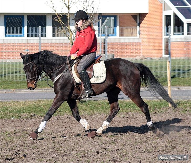 Dansk Varmblod ADRIANE - 22/3-12 billede 10