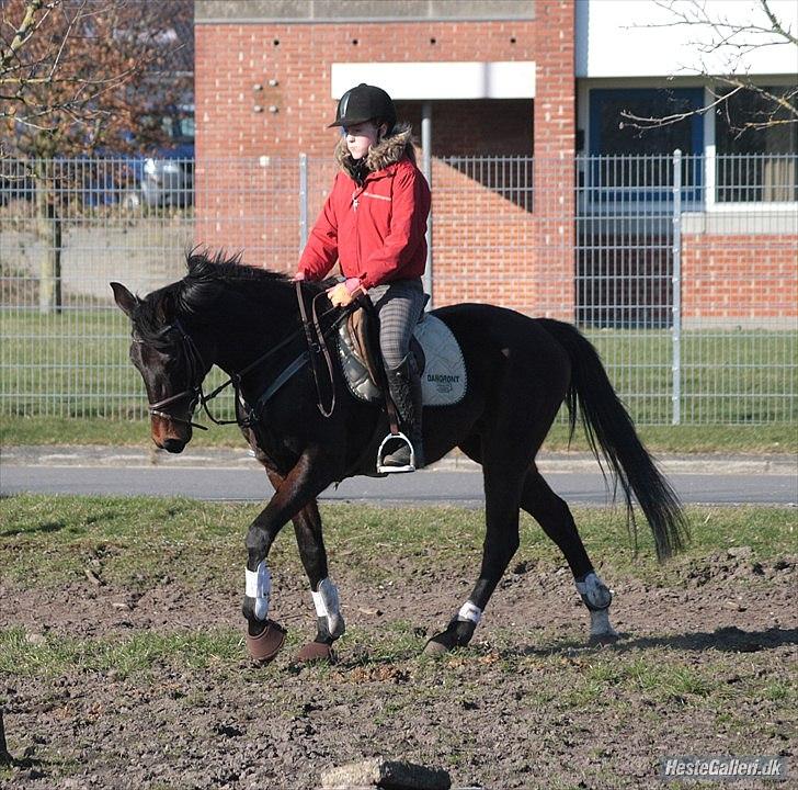 Dansk Varmblod ADRIANE - 22/3-12 billede 11