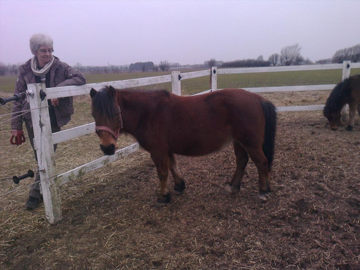 Anden særlig race lille  trixi billede 8