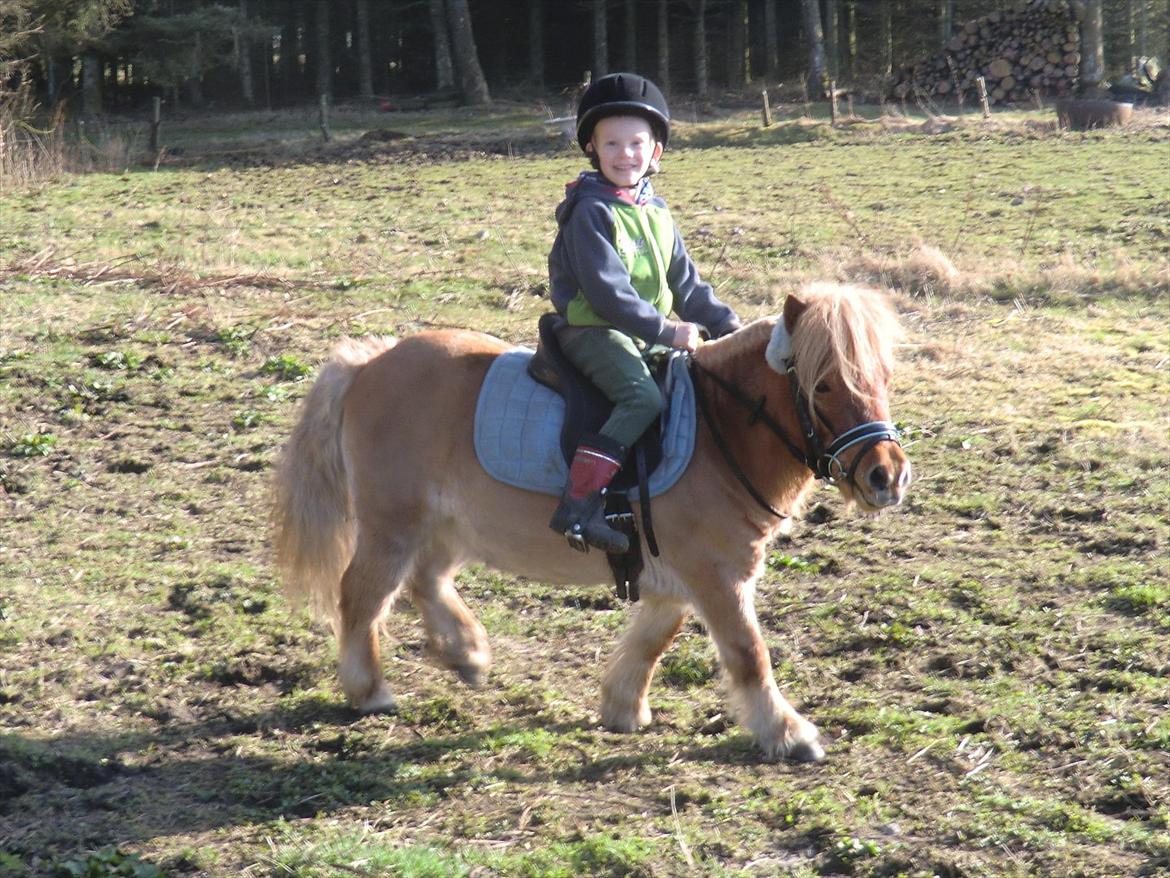 Shetlænder Lukas billede 17