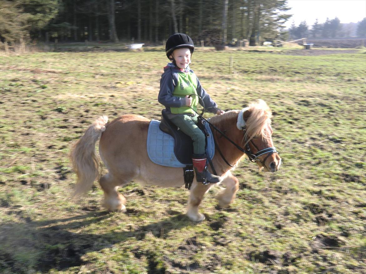 Shetlænder Lukas billede 18