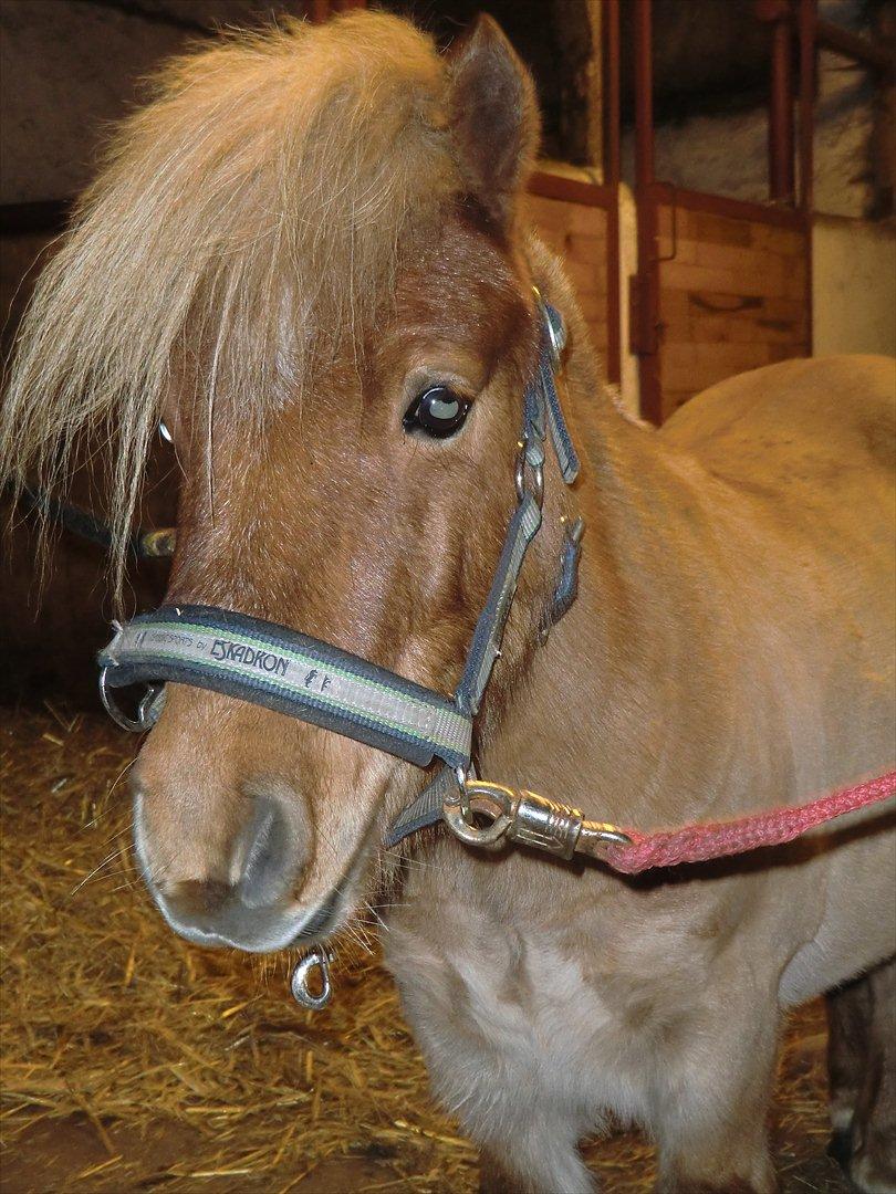 Shetlænder Lukas billede 1