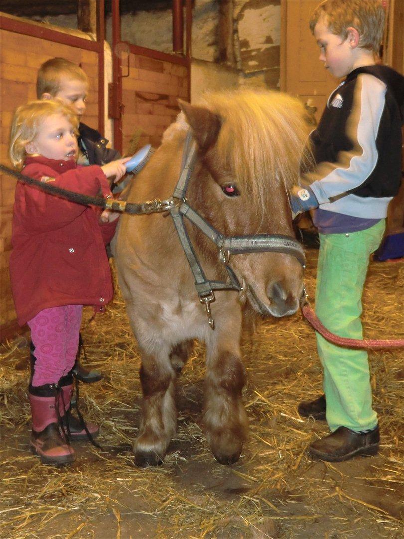 Shetlænder Lukas billede 19