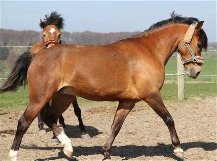 New Forest Orchid's Ringo - Uha! billede 5