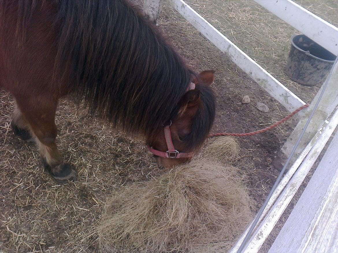 Anden særlig race lille  trixi billede 9