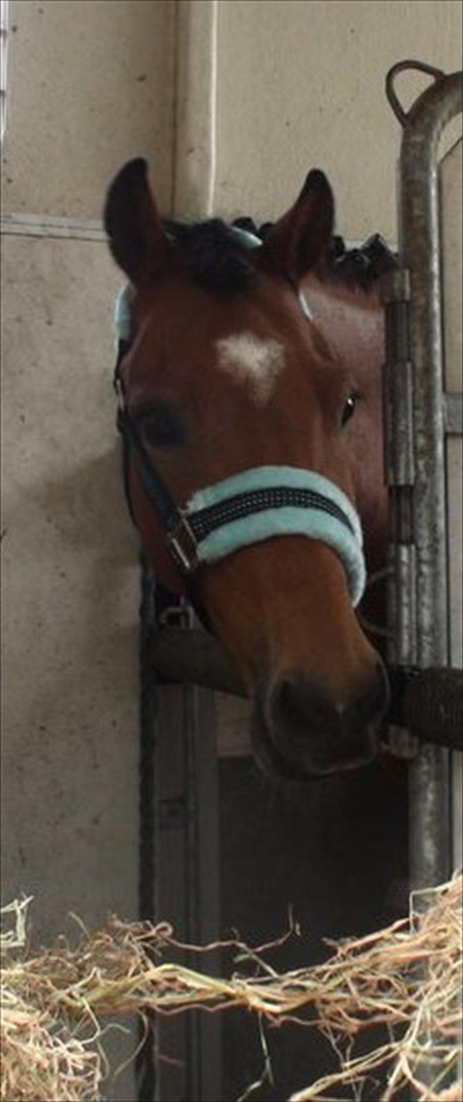 New Forest Orchid's Ringo - Den flotte i traileren! billede 10