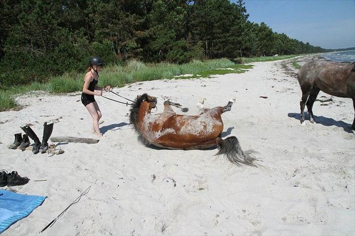 New Forest Orchid's Ringo - På stranden! :) billede 12