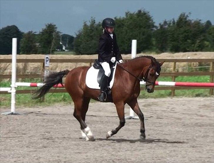 New Forest Orchid's Ringo - Til stævne! :) billede 14