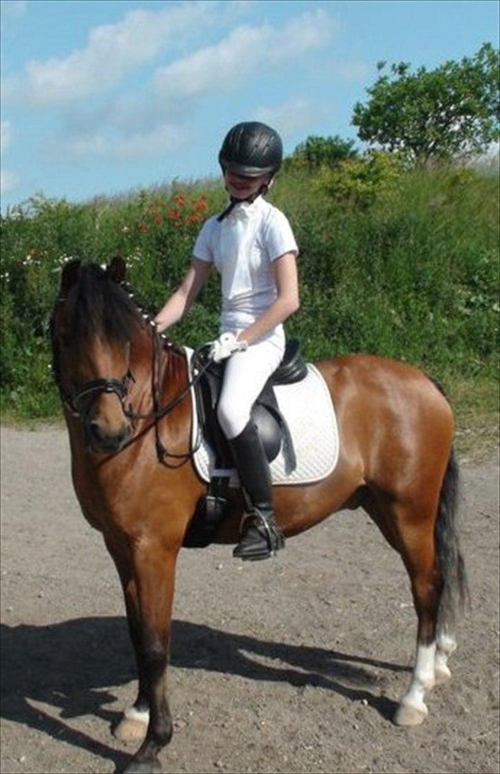 New Forest Orchid's Ringo - Et smukt par! Jeg elsker ham! :) billede 16