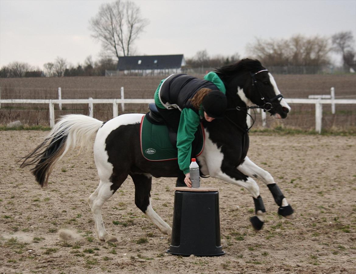 Lewitzer Gaspaspon II - Første udetræning 2012 :) billede 13