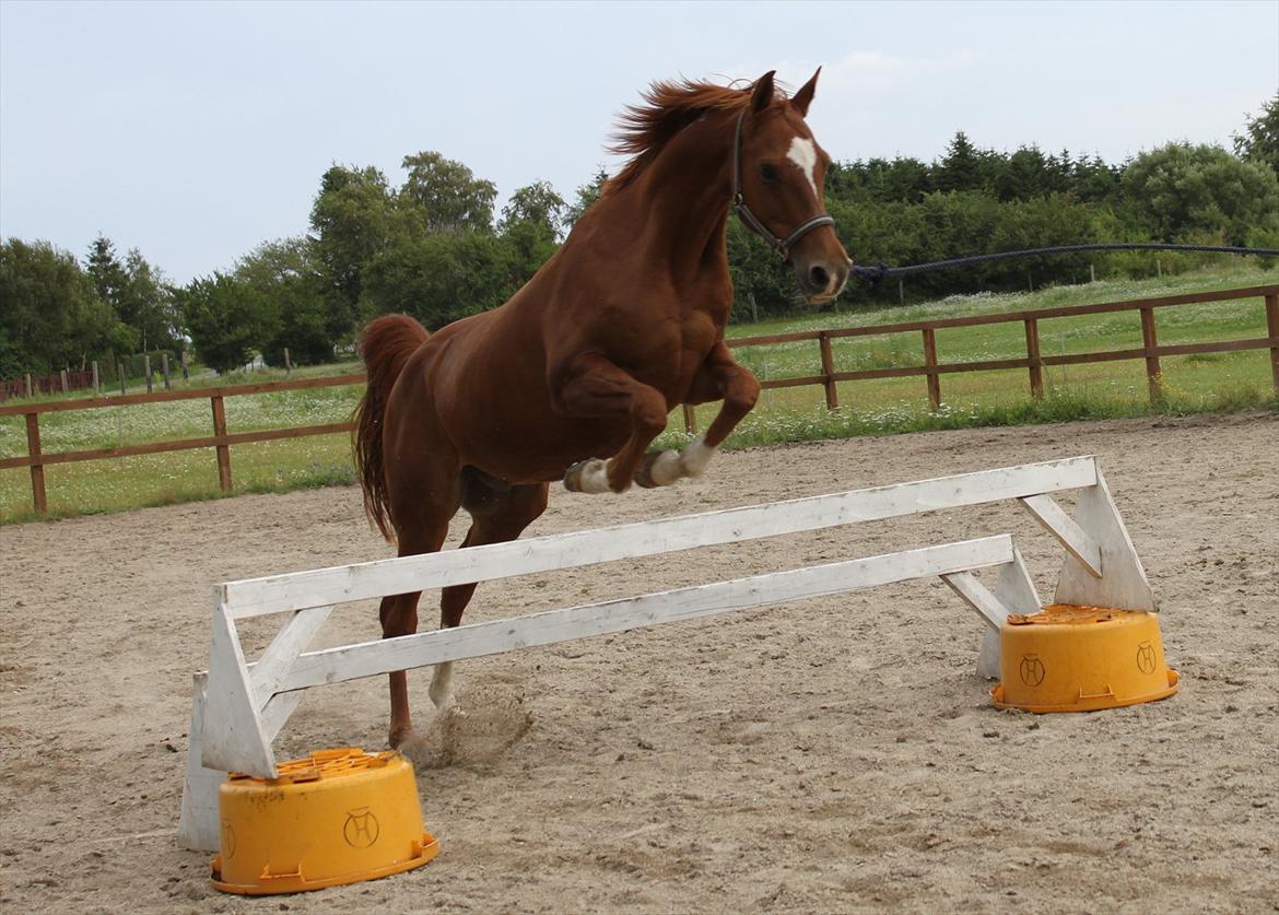 Arabisk fuldblod (OX) Sr Melekov billede 16