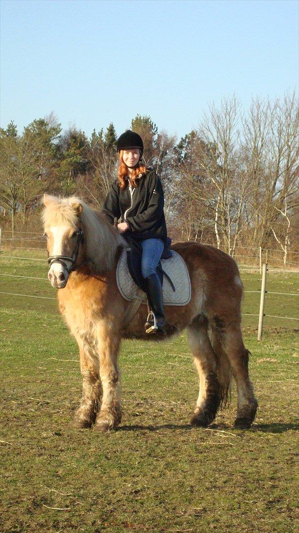 Tyroler Haflinger Anton himmelhest  billede 15