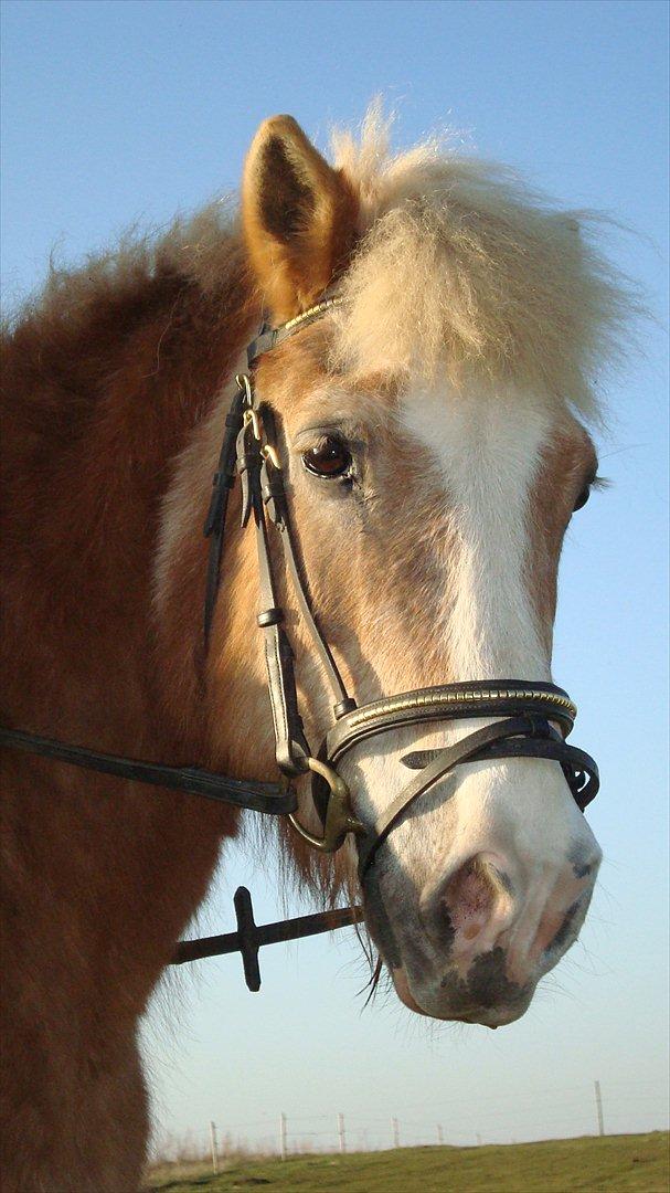 Tyroler Haflinger Anton himmelhest  billede 17