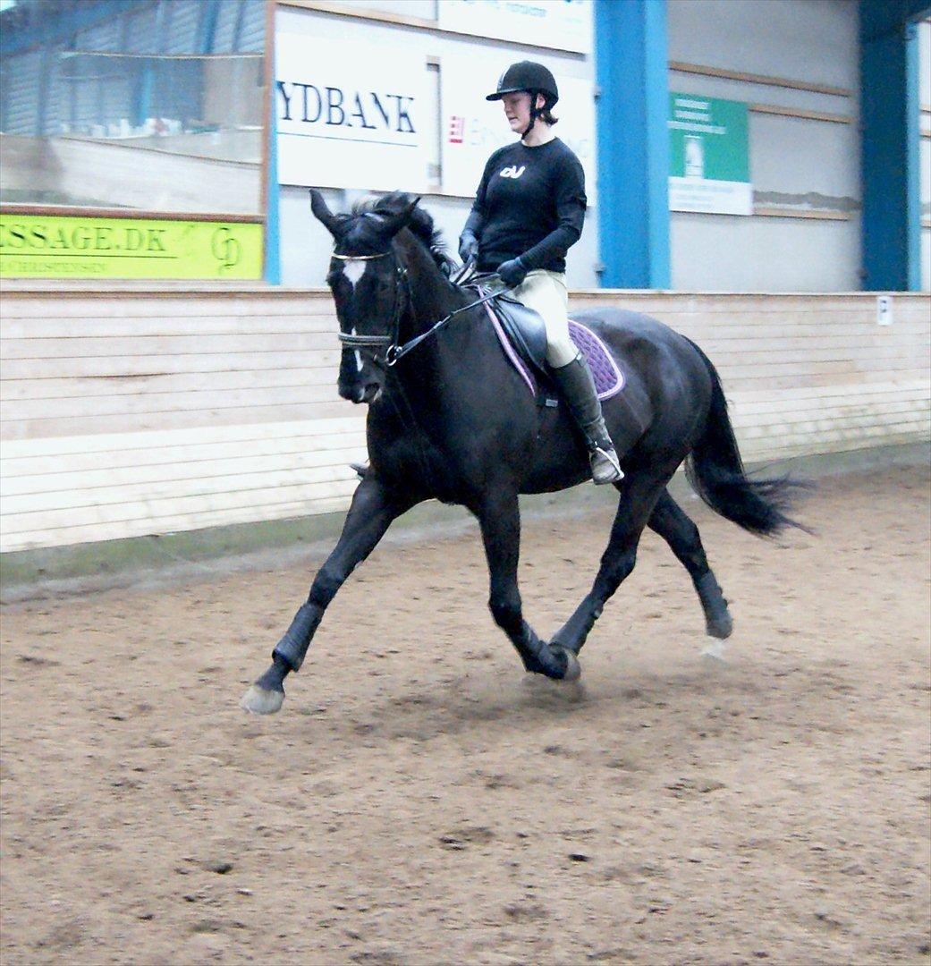 Dansk Varmblod Holstegårds Chosen One (solgt)   billede 11