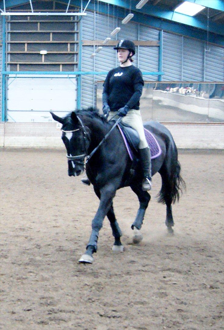 Dansk Varmblod Holstegårds Chosen One (solgt)   billede 12