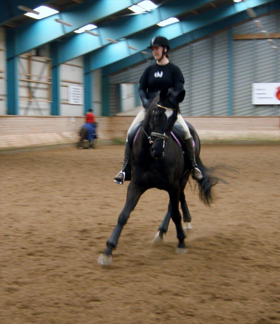 Dansk Varmblod Holstegårds Chosen One (solgt)   billede 13