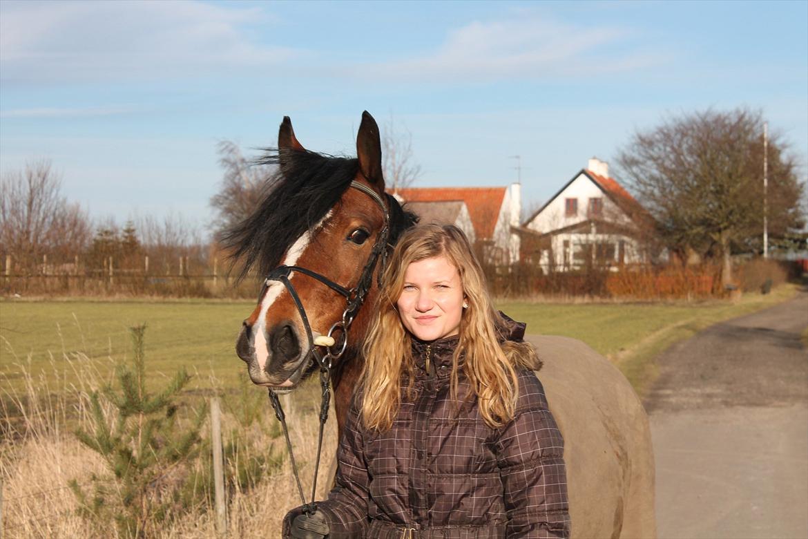 Welsh Cob (sec D) Lindbergs Fashion R.I.P d. 14/3-12 - Vi var jo perfekte sammen!<3 billede 1