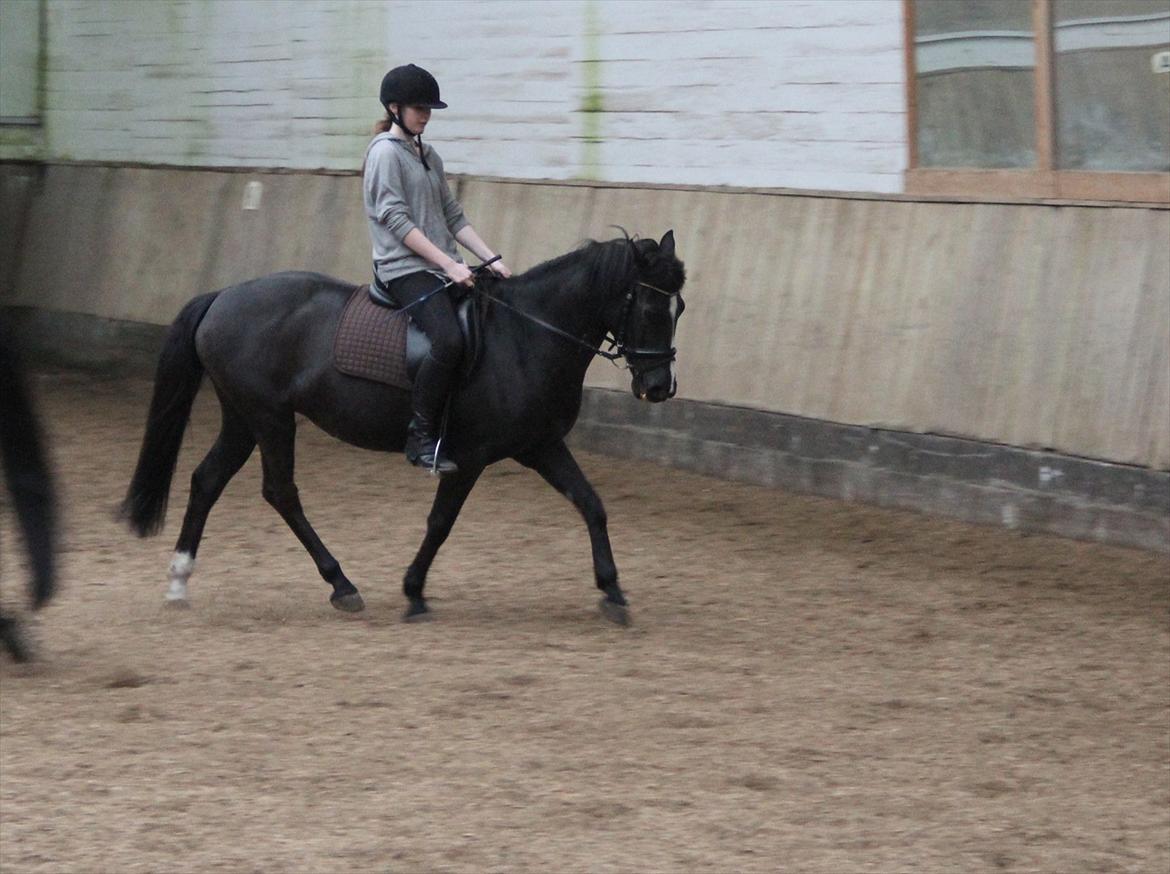 DSP Toftekildes Nelly - Taget af sophie og Feline :D billede 5